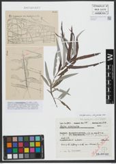 Foto von Salix viminalis L.